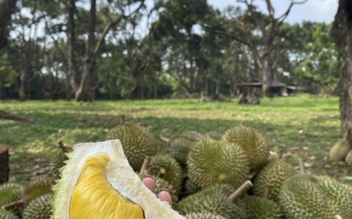 Sầu Riêng Chuồng Bò – Tinh Hoa Truyền Thống Giữa Thị Trường Sầu Riêng Lai